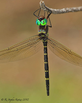 Macromia taeniolata, female